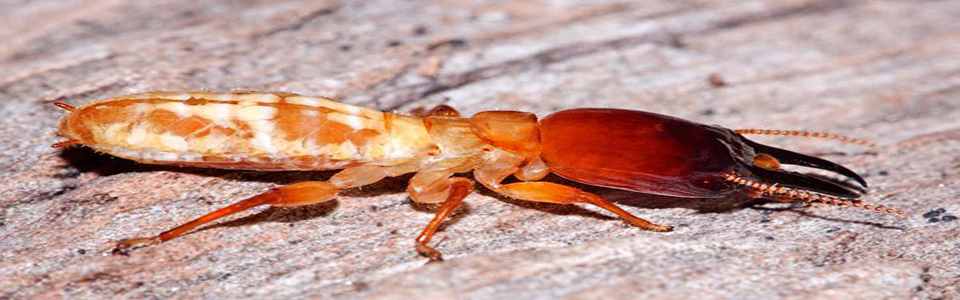 Dallas Pest Control Blog, Ft WorthTermite Pest Control News & Tips, Pest Blog Articles