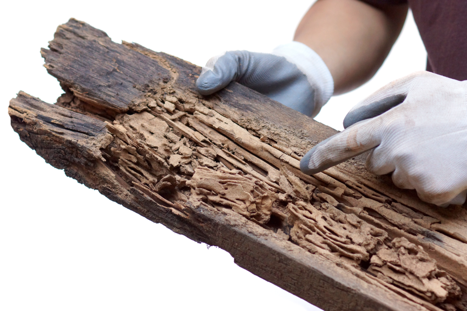 How Much Damage Can Termites Actually Cause Buzz Kill Pest Control