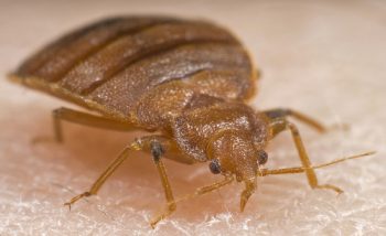 Bed Bud Exterminator