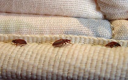 Bed Bugs On Mattress Need Extermination