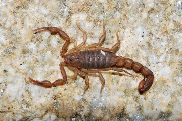 New Scorpion