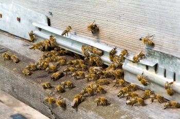 Bees On Building