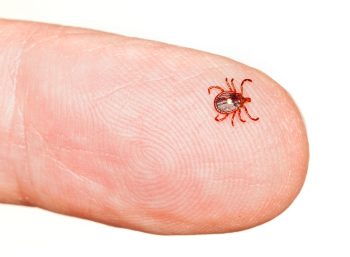Red Tick Pest Control