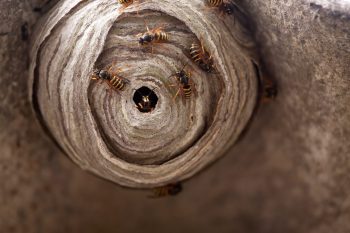 Wasp Nest Colony Removal