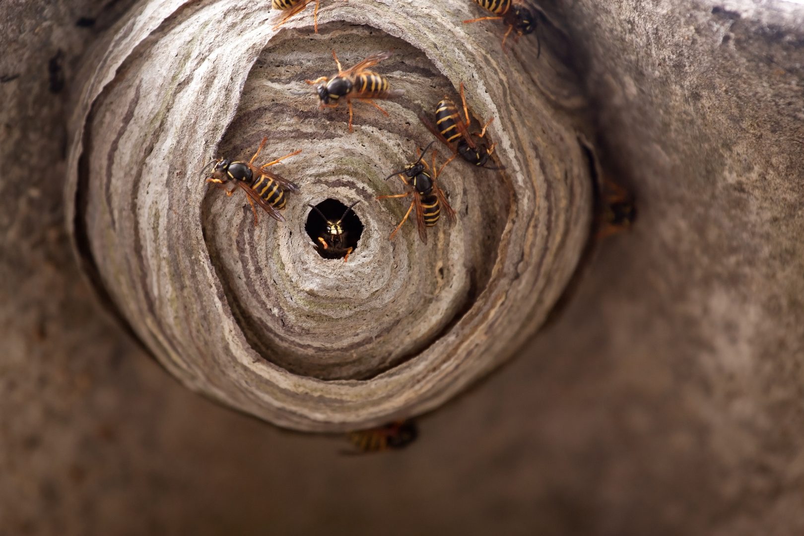 Yellow jacket nest creates buzz