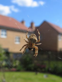 Spider Control For Your Home