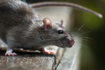 Roof Rat Pest Control Texas