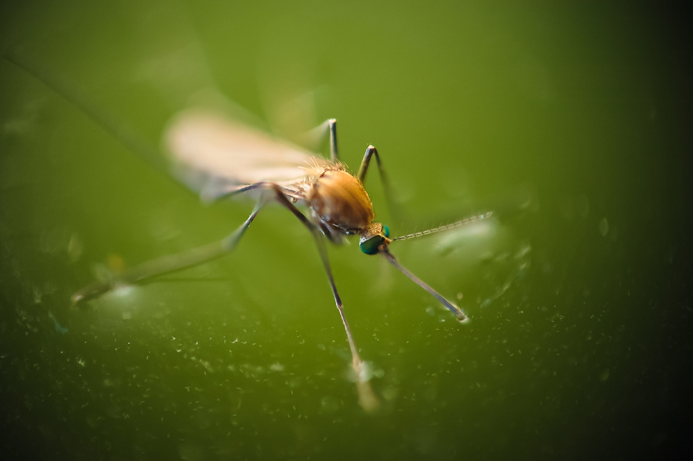 Mosquito Control In Texas: Misting System And Mosquito Spray