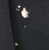 cricket damage to wool