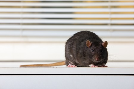 How to Get Rid of Rats North Richland Hills TX