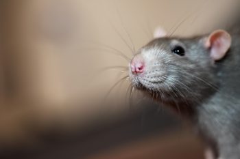 Rat Exterminator North Richland Hills TX