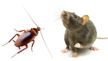 Roach And Rodent Control