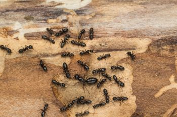 Carpenter Ant Home Infestation