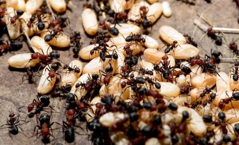 Get rid of pests without spending a fortune - BuzzKill Pest Control