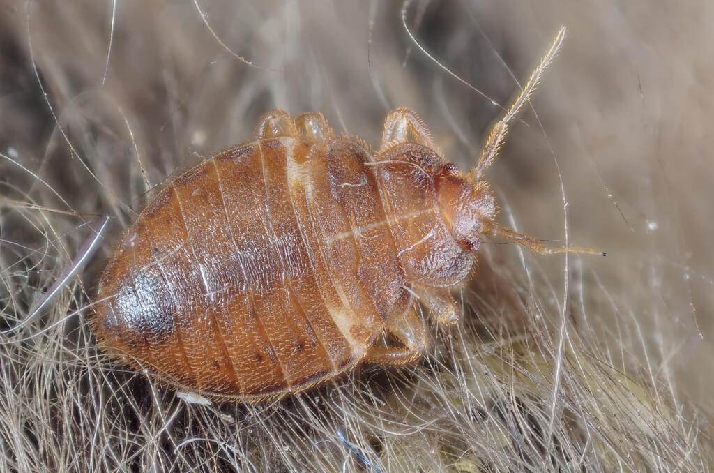 The smart Trick of Bed Bug Exterminator New York City That Nobody is Talking About