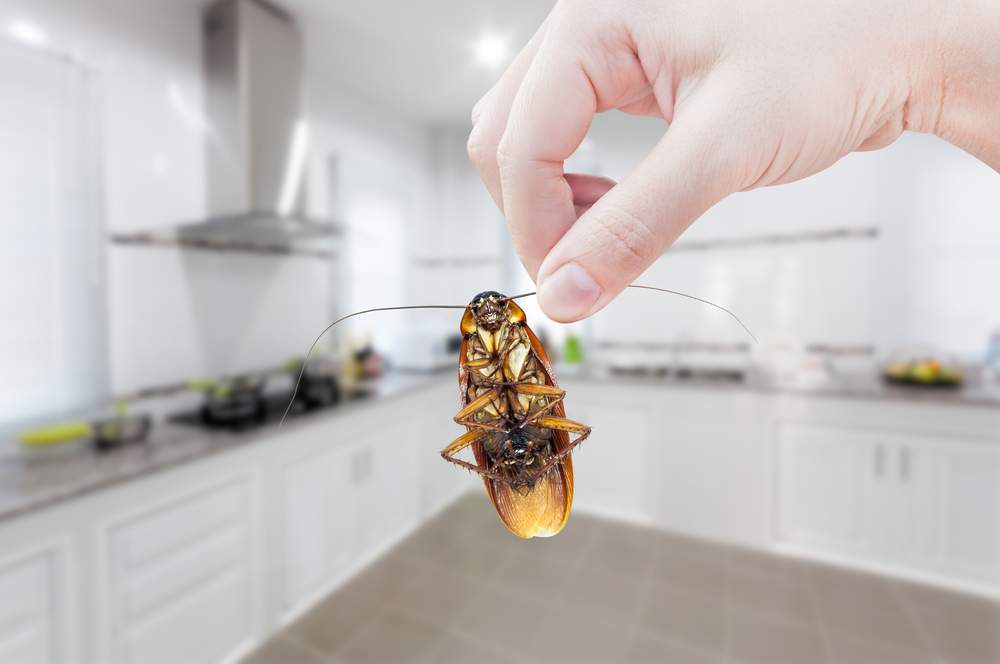Kitchen Pest Prevention