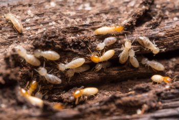 Termites In The Winter