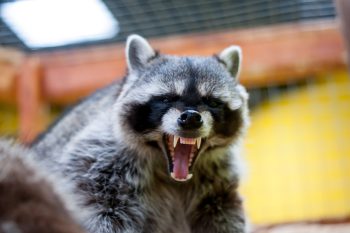 Raccoon Pests