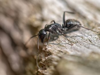 Wood Ant Aka Carpenter Ant