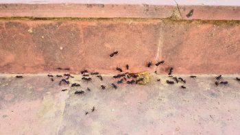 Ants Entering Home