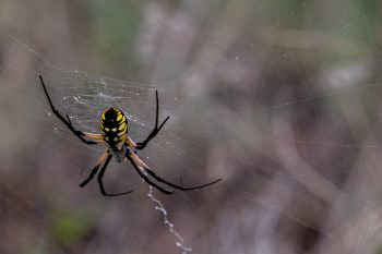 Orb Weaver Spider In Dfw Texas
