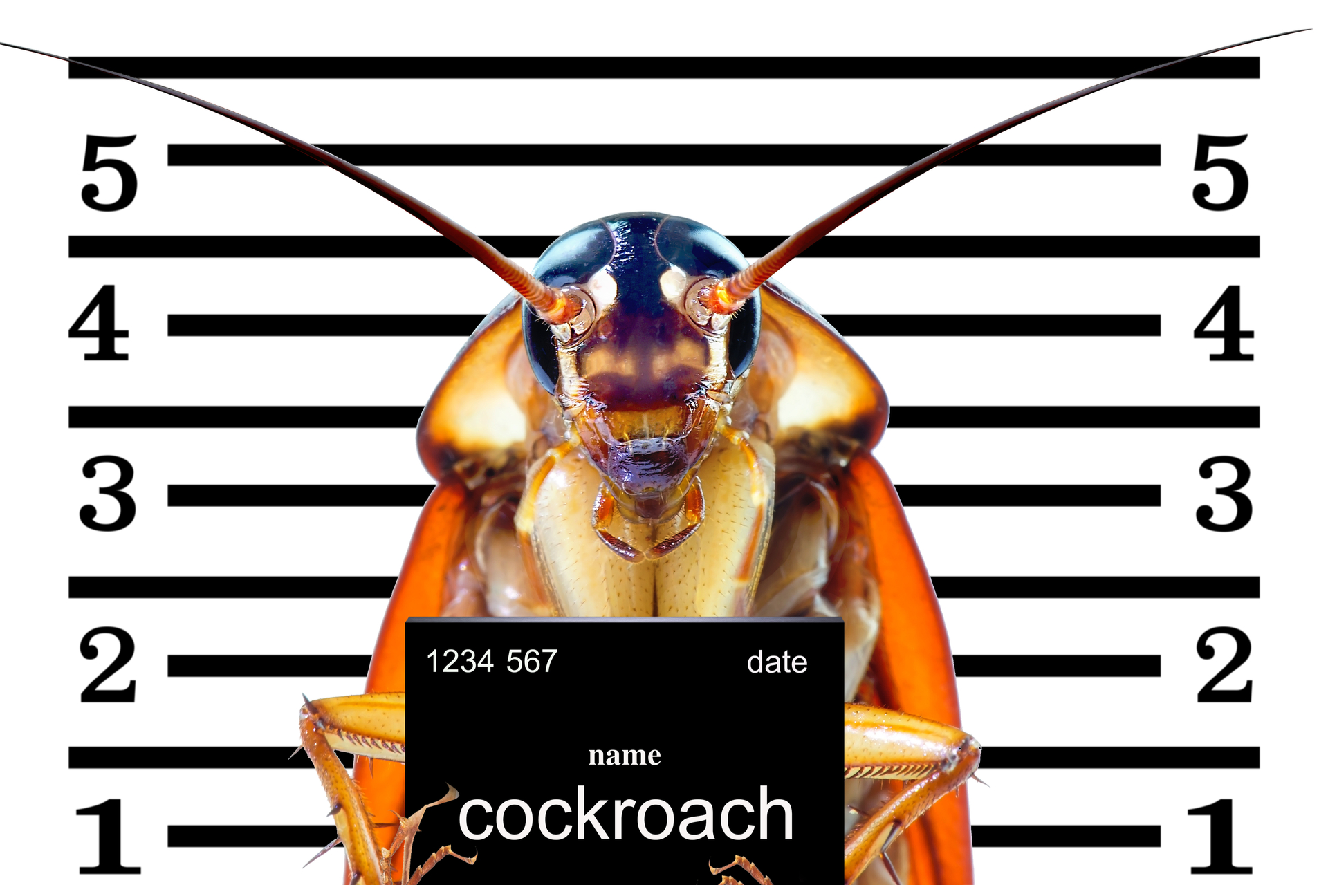 Roach In Jail For Invading Your Home