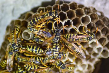 Yellow Jacket Wasps On A Hive