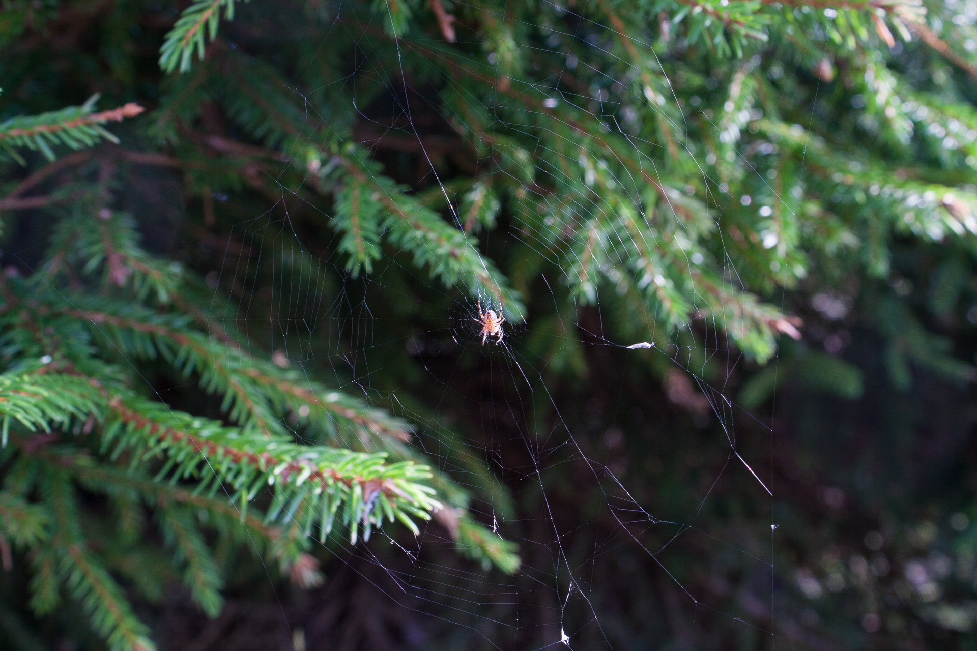 Little Spider In Web On Fir Tree, Christmas Tree