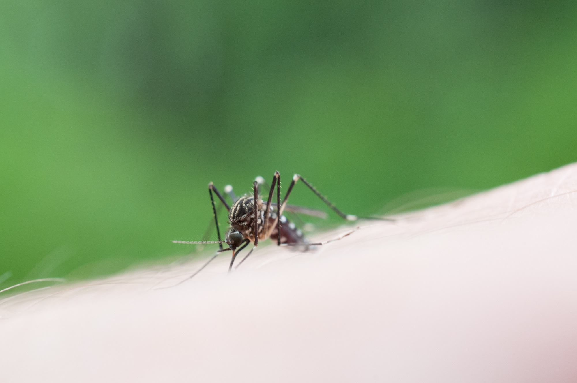 Mosquito Control North Richland Hills TX