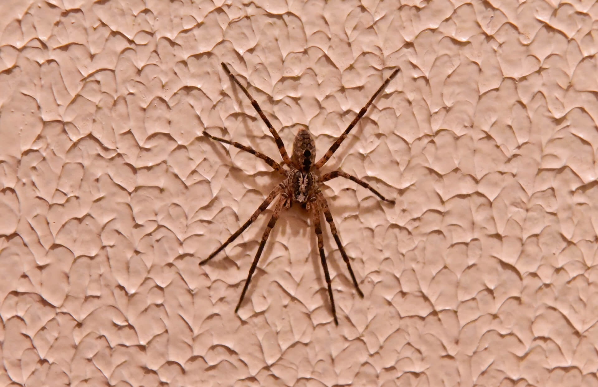 Wolf Spider On Wall In Person's House