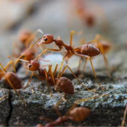 Fire Ants Outside Dfw Home