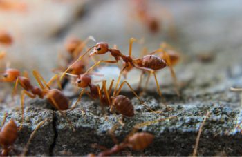 Fire Ants Outside Dfw Home