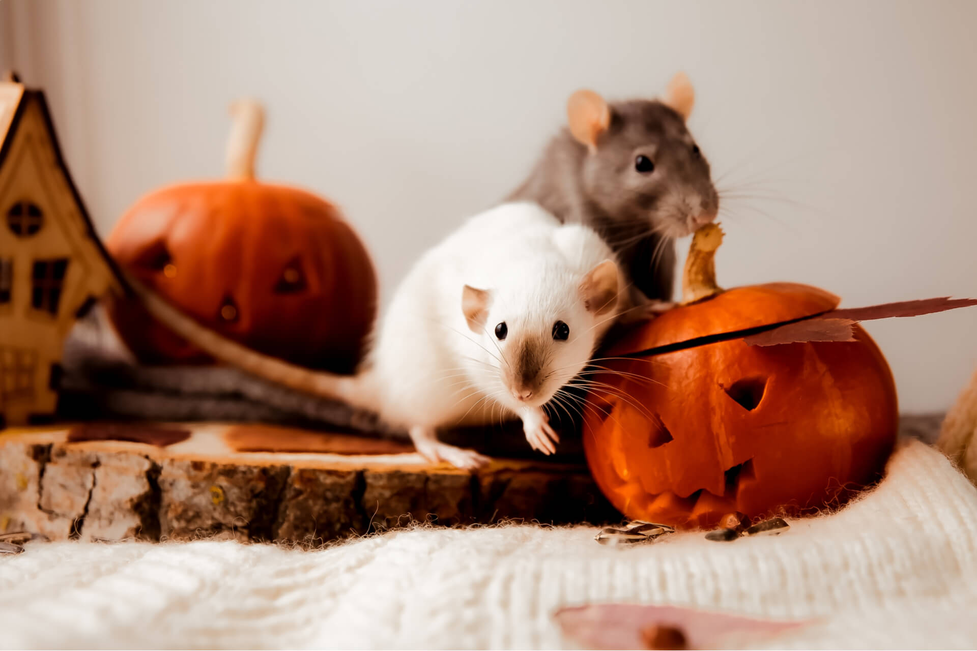 Mice Crawling Over Halloween Pumpkins In Dfw Home