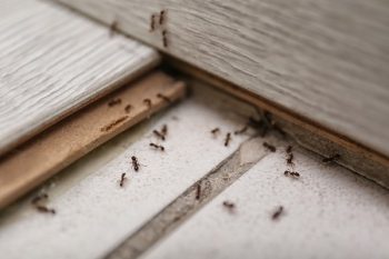 ant exterminator north richland hills