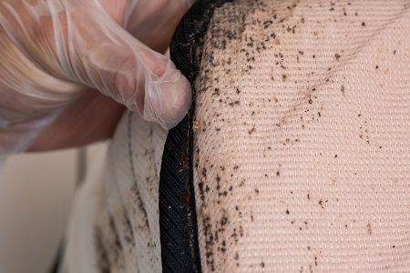 bed bug removal fort worth