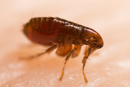 flea exterminator fort worth