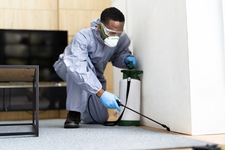 Pest Inspection Canberra Services