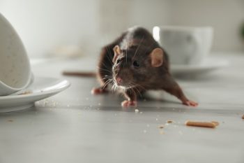 Rat Exterminator North Richland Hills TX | Buzz Kill Pest Control
