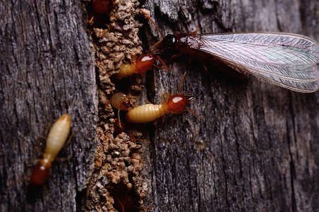 Termite Control Services