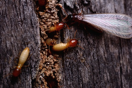 termite control north richland hills
