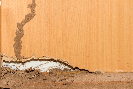 termite exterminator fort worth