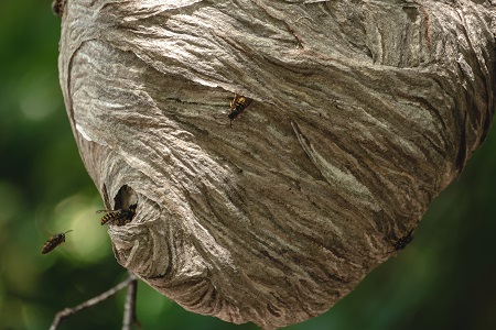 wasp nest removal north richland hills