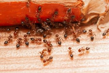 Termite Control Services