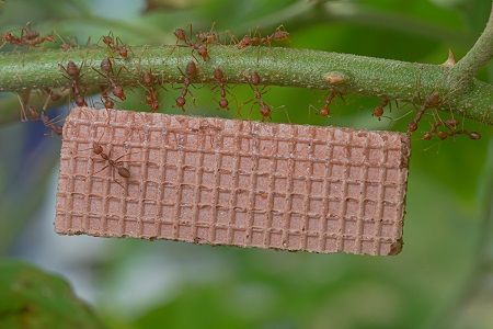 ant control fort worth