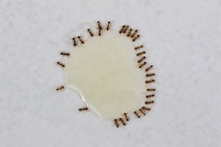 ant exterminator fort worth