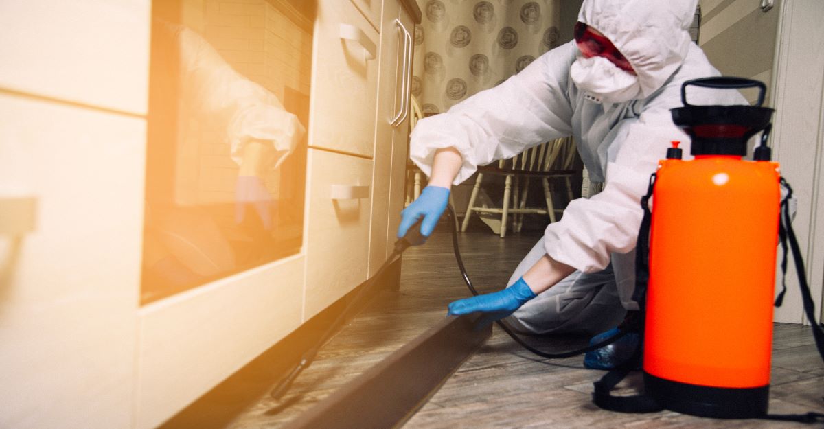 When to Call an Exterminator For Mice | Buzz Kill Pest Control