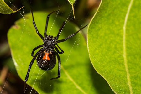 spider exterminator dallas