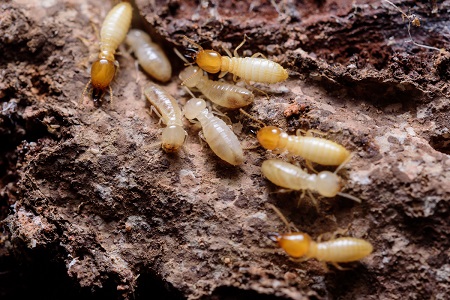 termite control dallas