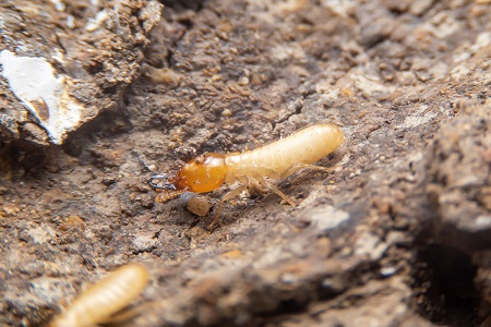 termite control southlake