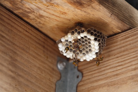 wasp nest removal fort worth